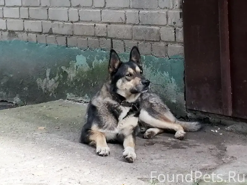 Найден пёс, [без клички], ул. Ульяновская