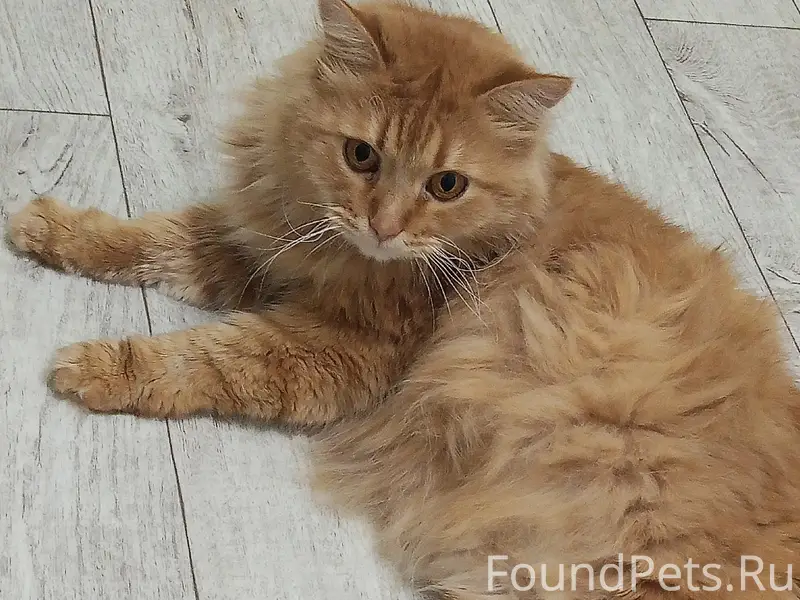 Пропал рыжий кот, 1-ая Авиационная улица