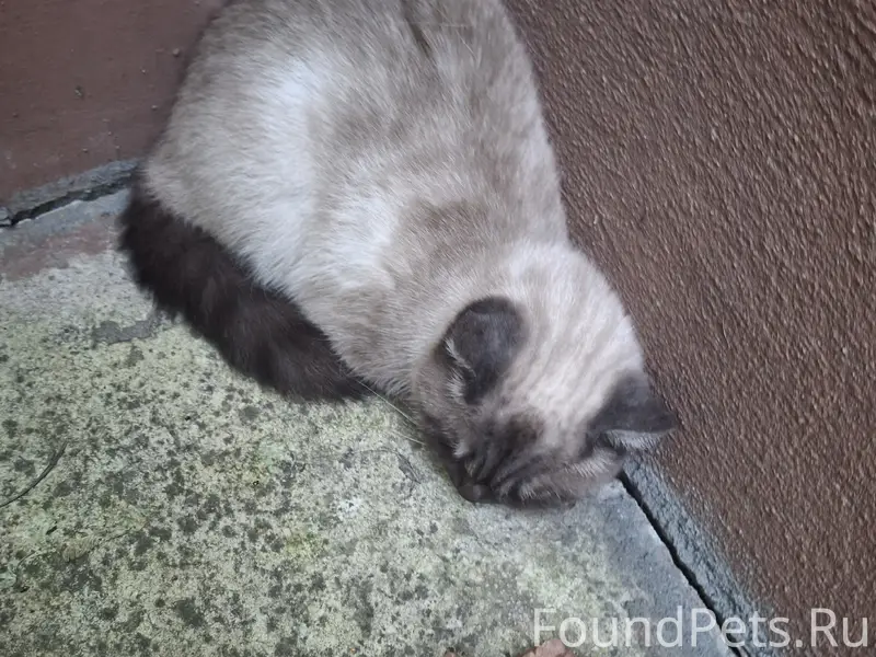Найдена кошка, Высогорская
