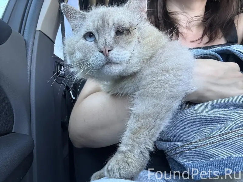 Найден тайский кот, Богданово Рамонского района