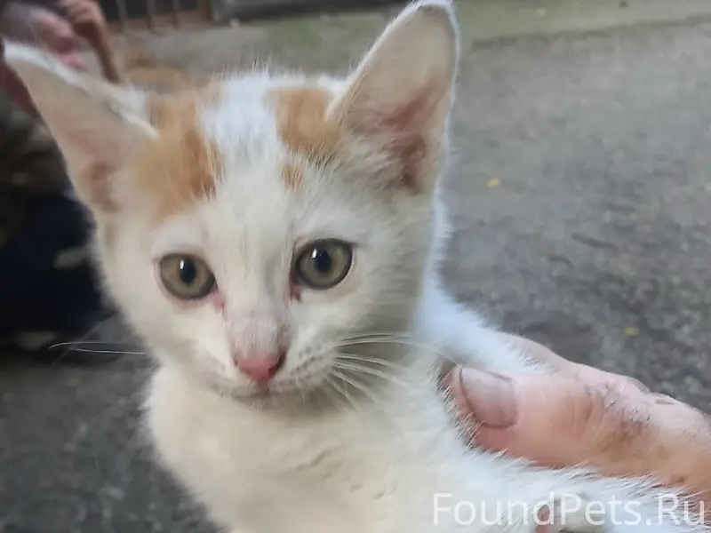 Пропал двухмесячный белый котёнок, Симферополь
