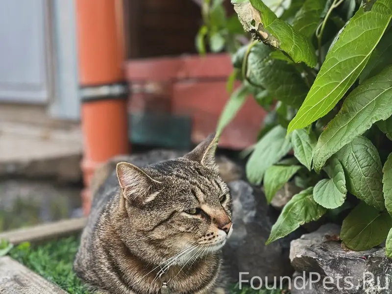 Пропал кот, Металлплощадка