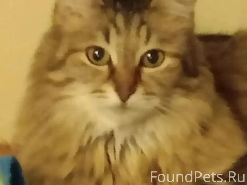 Пропала кошка, район Егорова д. 6