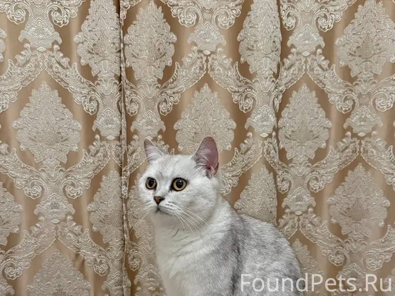 Пропала шотландская кошка, улица Ишкова