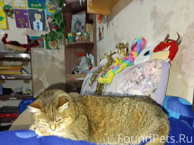 Пропала кошка Ася, бывшая верхняя почта