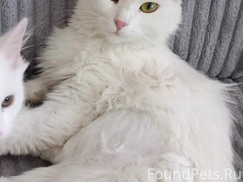 Пропала кошка Пушинка, Нижняя горка, Спартака