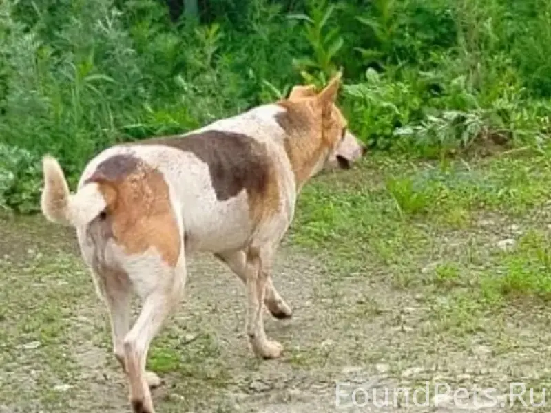 Пропала собака, Верхняя Пышма