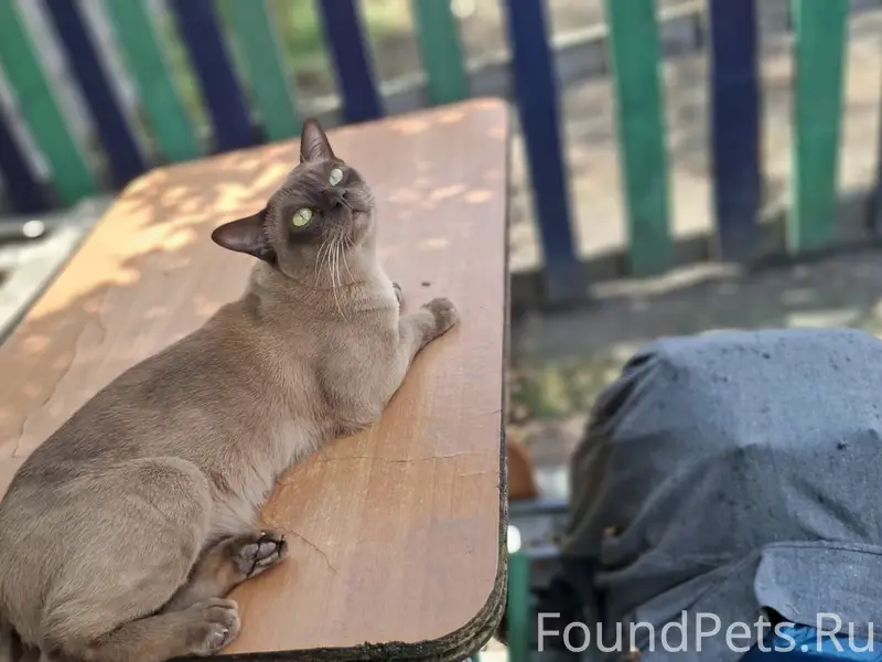 Пропал кот, район улицы Котовского