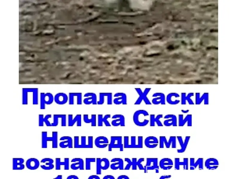 Пропала собака Скай