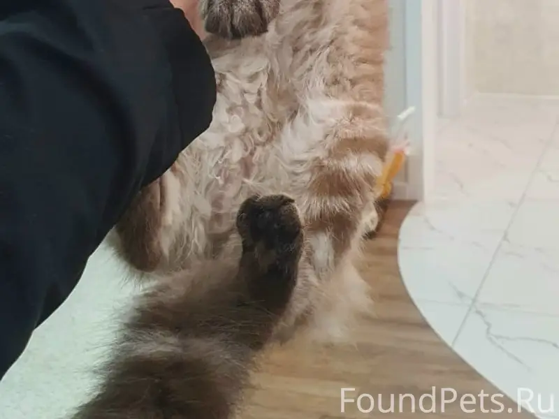 Пропала кошка Чача, район аэродрома