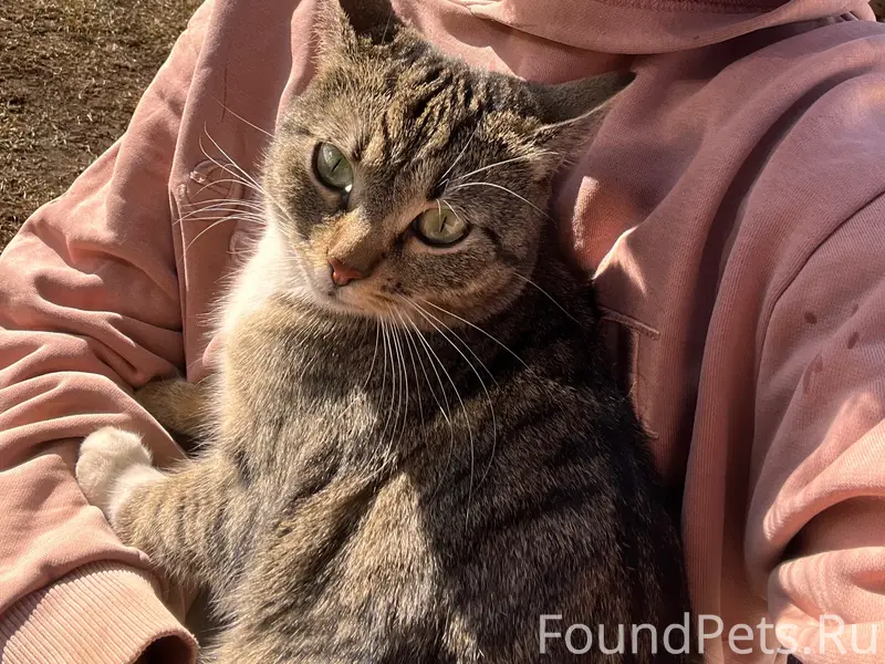 Пропала кошка, Заречная
