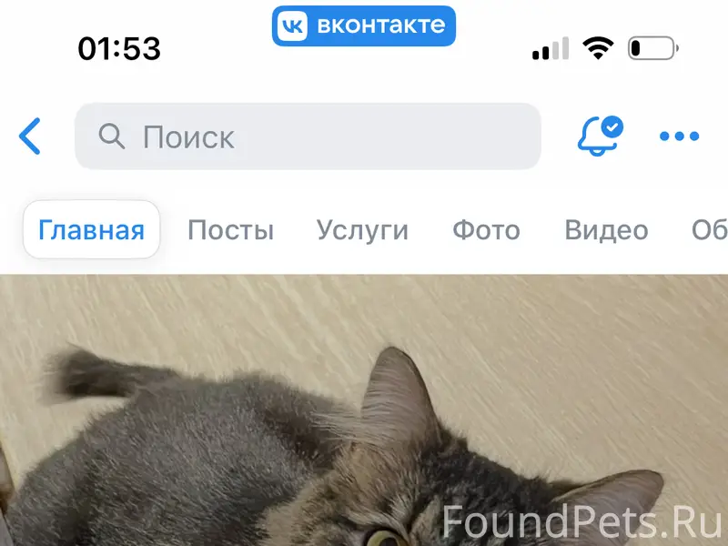 Пропал Кот в военных домах 