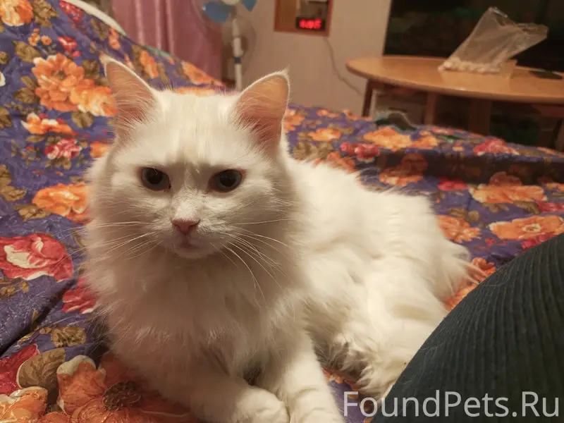 Пропала кошка, район Гарема