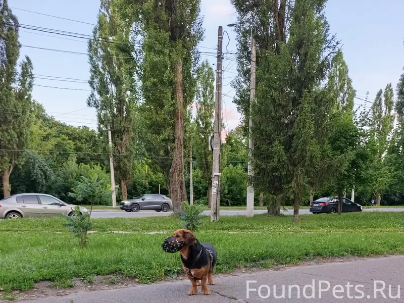 Пропал пёс, [место] Европа на Колобке
