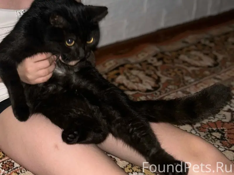 Пропали кошки, район М. Горького, 40 лет Победы