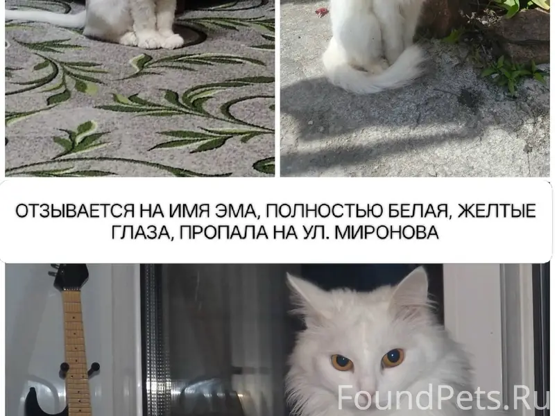 Пропала кошка, ул. Миронова д. 33