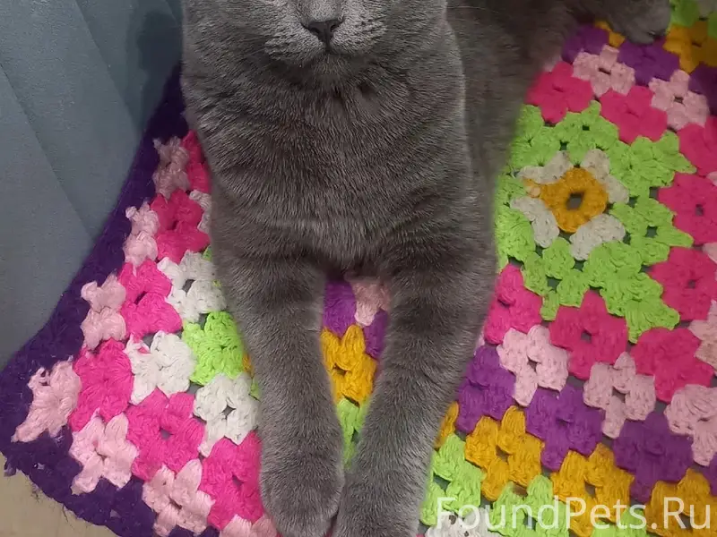 Пропал шотландский вислоухий кот Серый, ул. Строителей