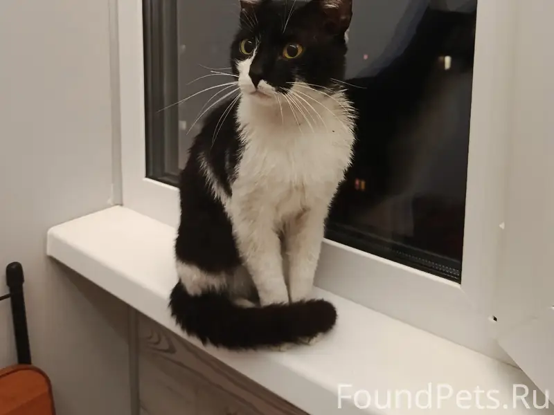 Найден кот, Ленинский район