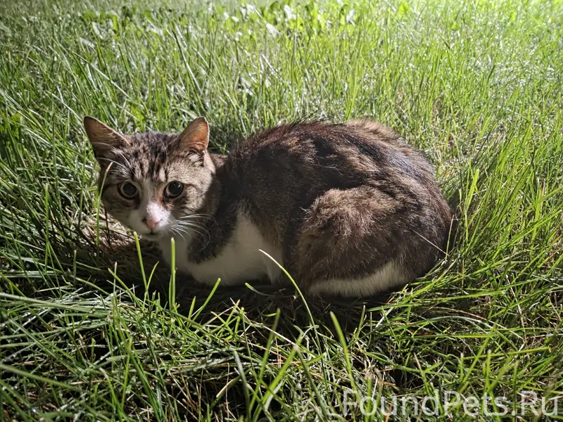Найдена кошка, Кировский район