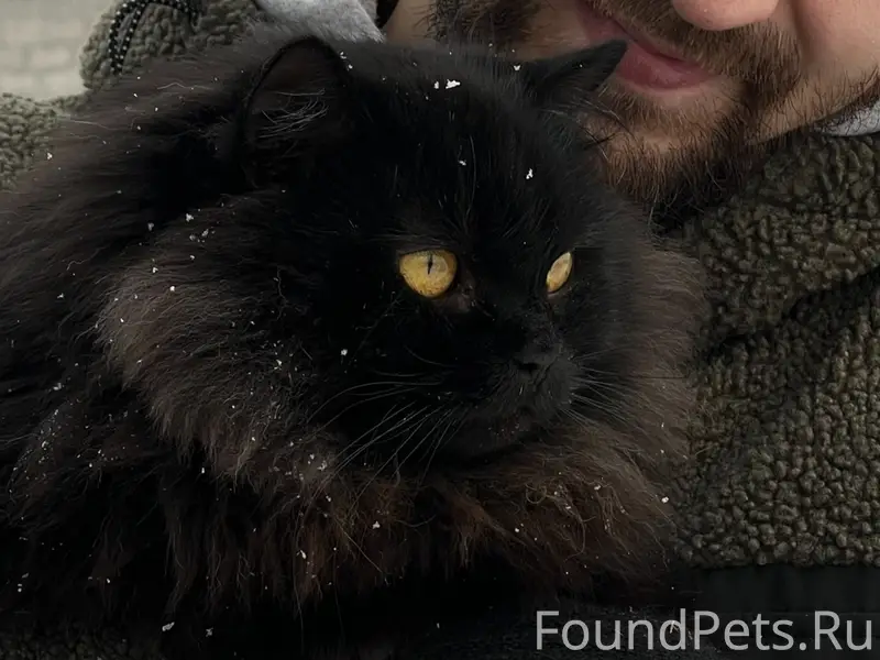 Пропал кот, Черногорск