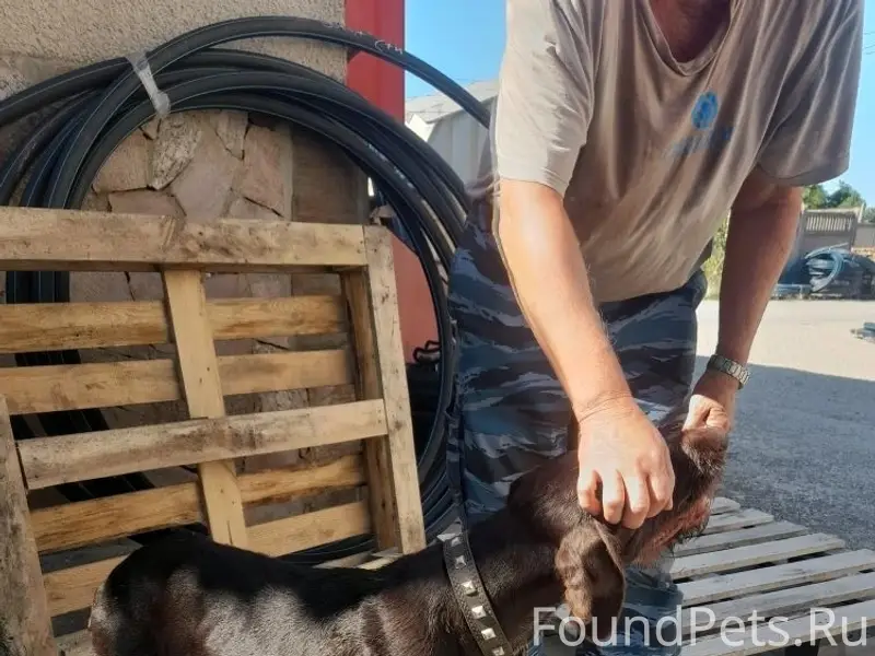 Найден пёс, Симферополь