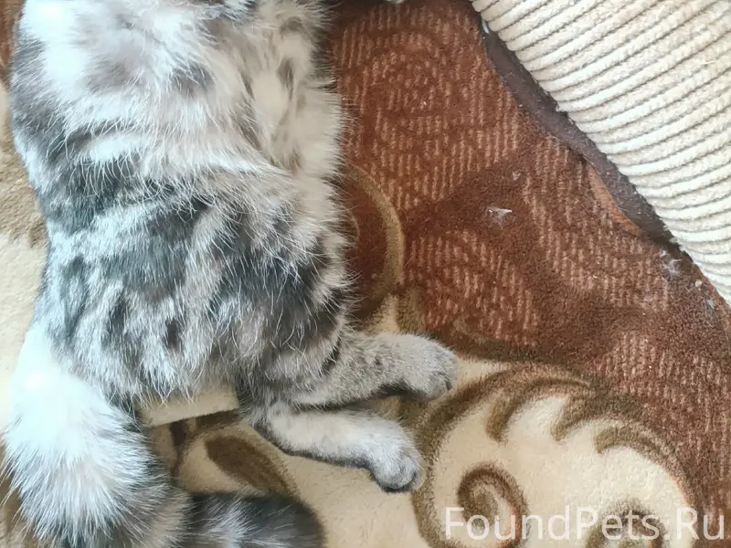 Пропал молодой кот, район медэксперта