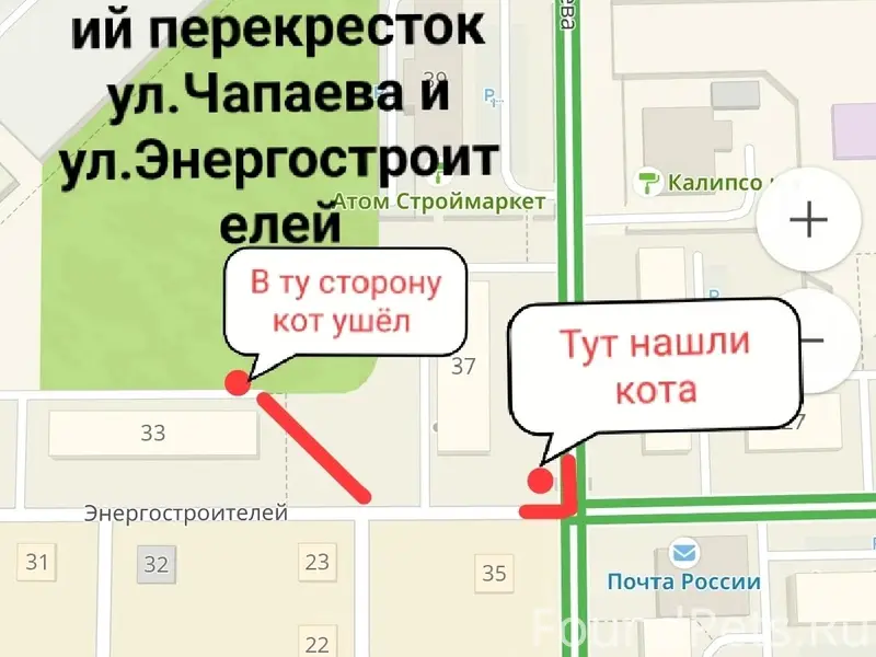 Найден кот