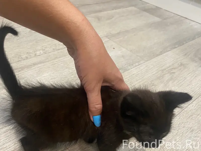 Найден котёнок, п. Валга