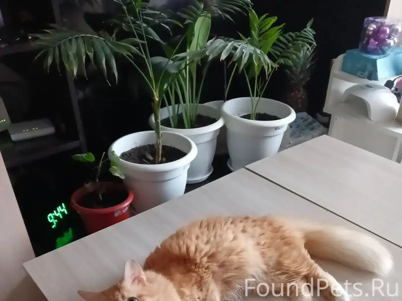 Пропал кот Барсик