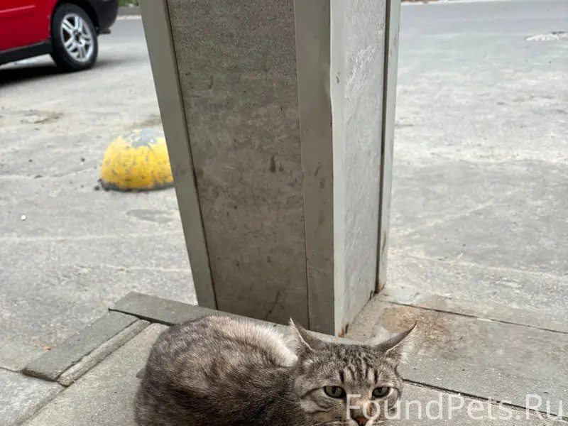 Найдена кошка, район макаронки