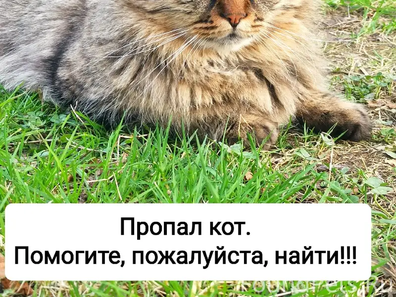 Пропал кот Симба, Сочи