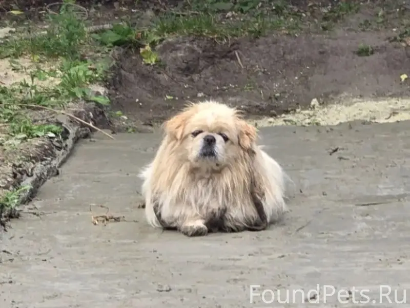 Пропал пёс Умка
