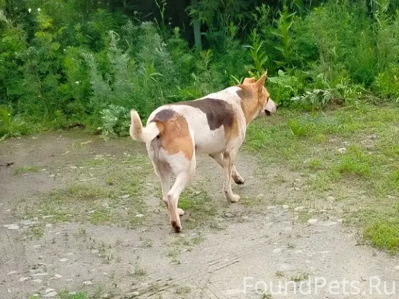 Пропал пёс Пятнашка, Верхняя Пышма