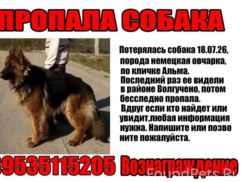 Пропала немецкая овчарка Альма, Волгучено