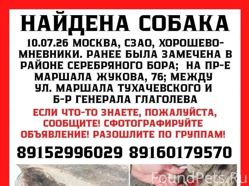 Найдена собака