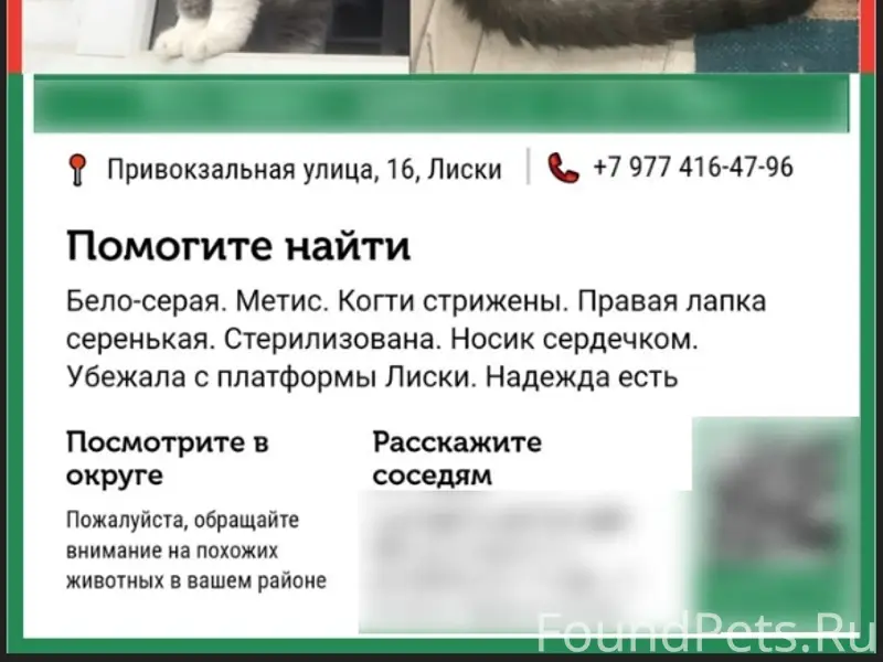 Пропала кошка Матильда, платформа Лиски
