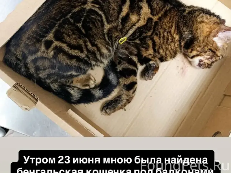 Найдена кошка бенгал, нуждается в помощи