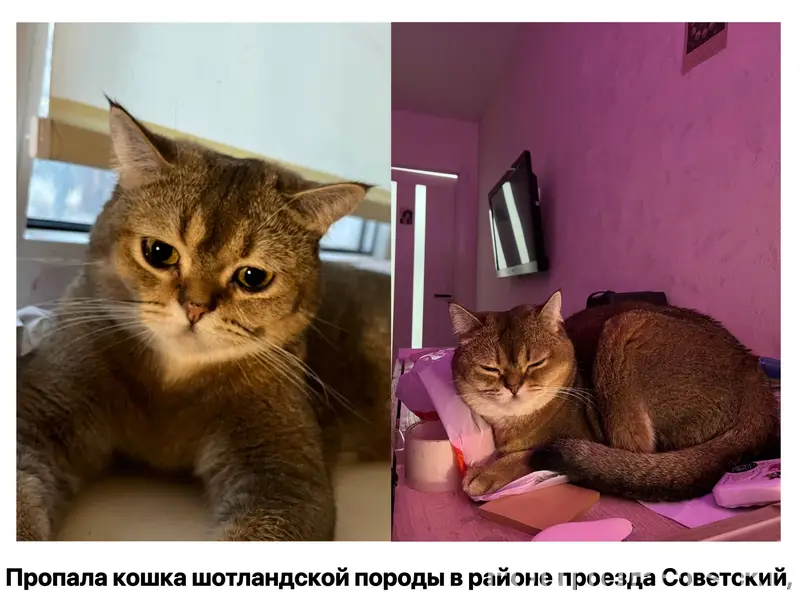 Пропала шотландская кошка, проезд Советский