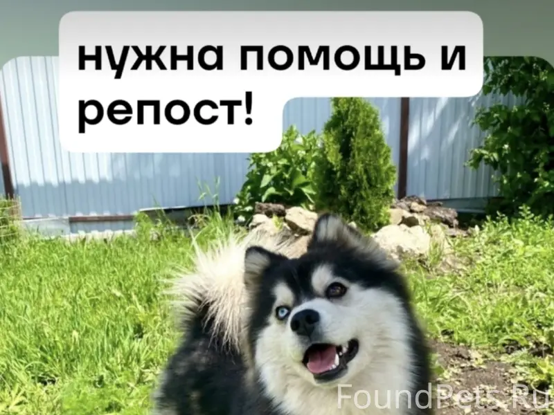 Пропала хаски Ника, Санкт-Петербург
