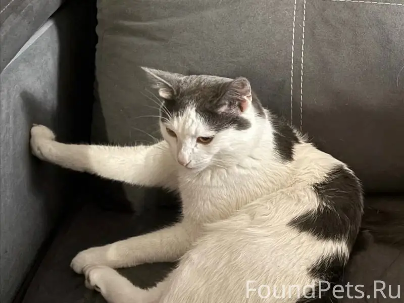 Пропал кот Юки, Юбилейный