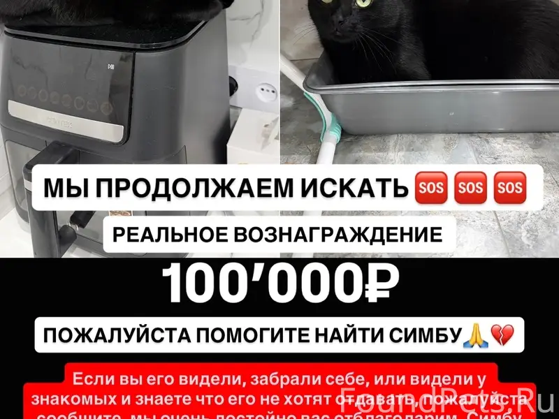Пропал чёрный кот Симба