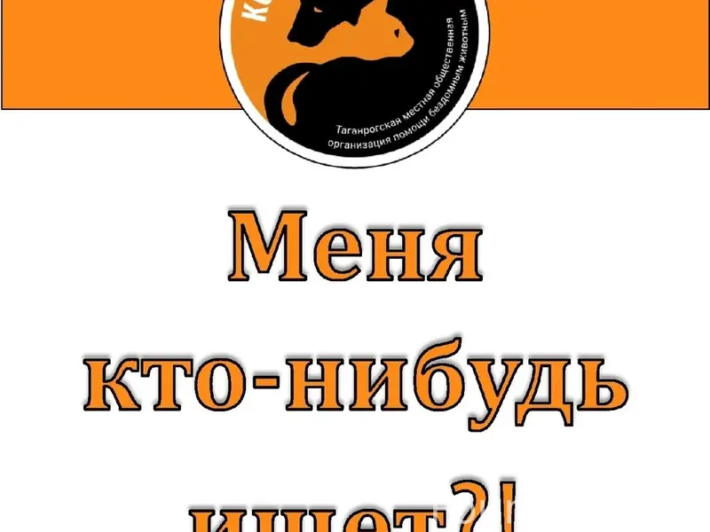 Найден рыжий котик, Некрасовский/Петровская