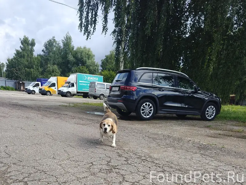Найденна собака, Хлебниково
