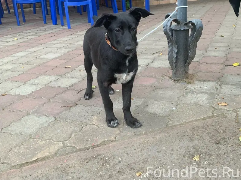 Пропал щенок