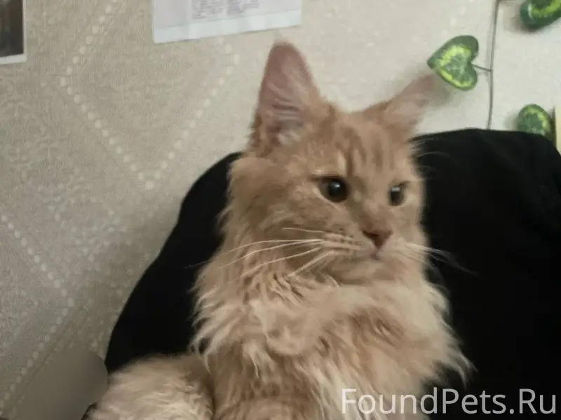 Пропал котёнок, центральный округ