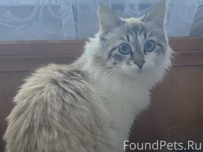 Пропала кошка,