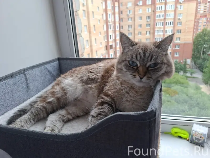 Пропала кошка Сима, улица Циолковского