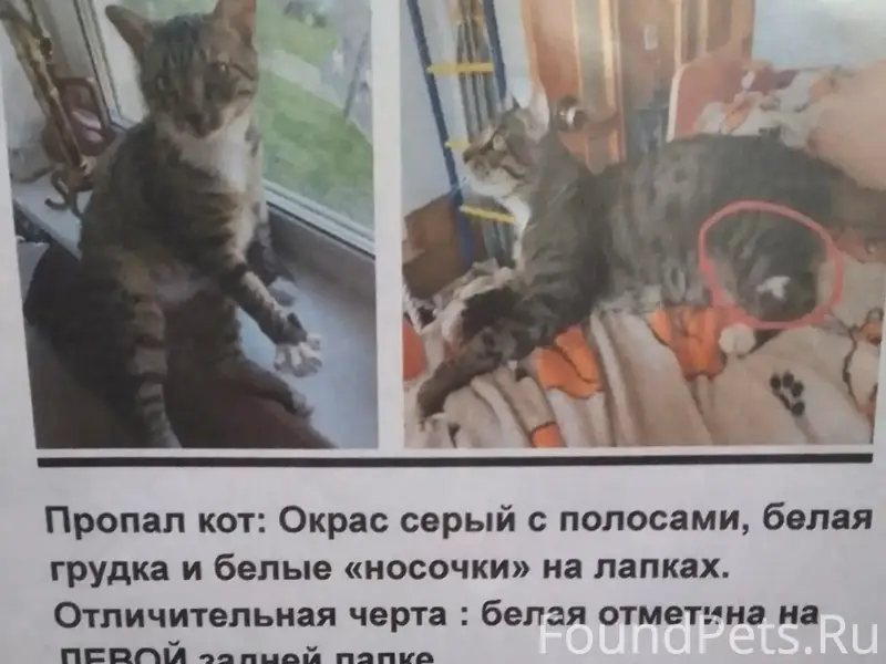 Пропал кот, Замшина / Бестужевская