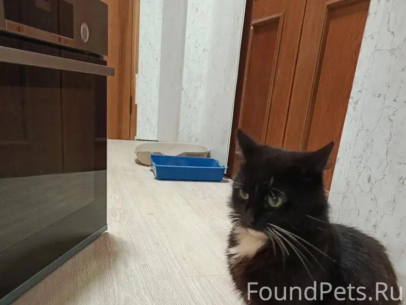 Пропал кот Бес, дом 36
