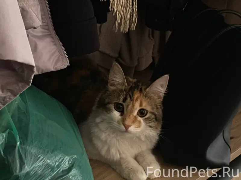 Пропала кошка, район улицы Тихой, Молодёжной, Садовой